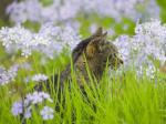 Peaceful Moment, Tabby